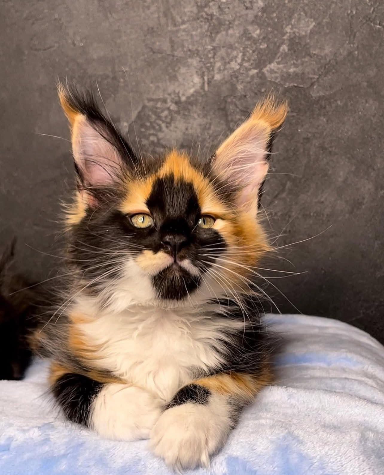 Pablo — Maine Coon Kitten